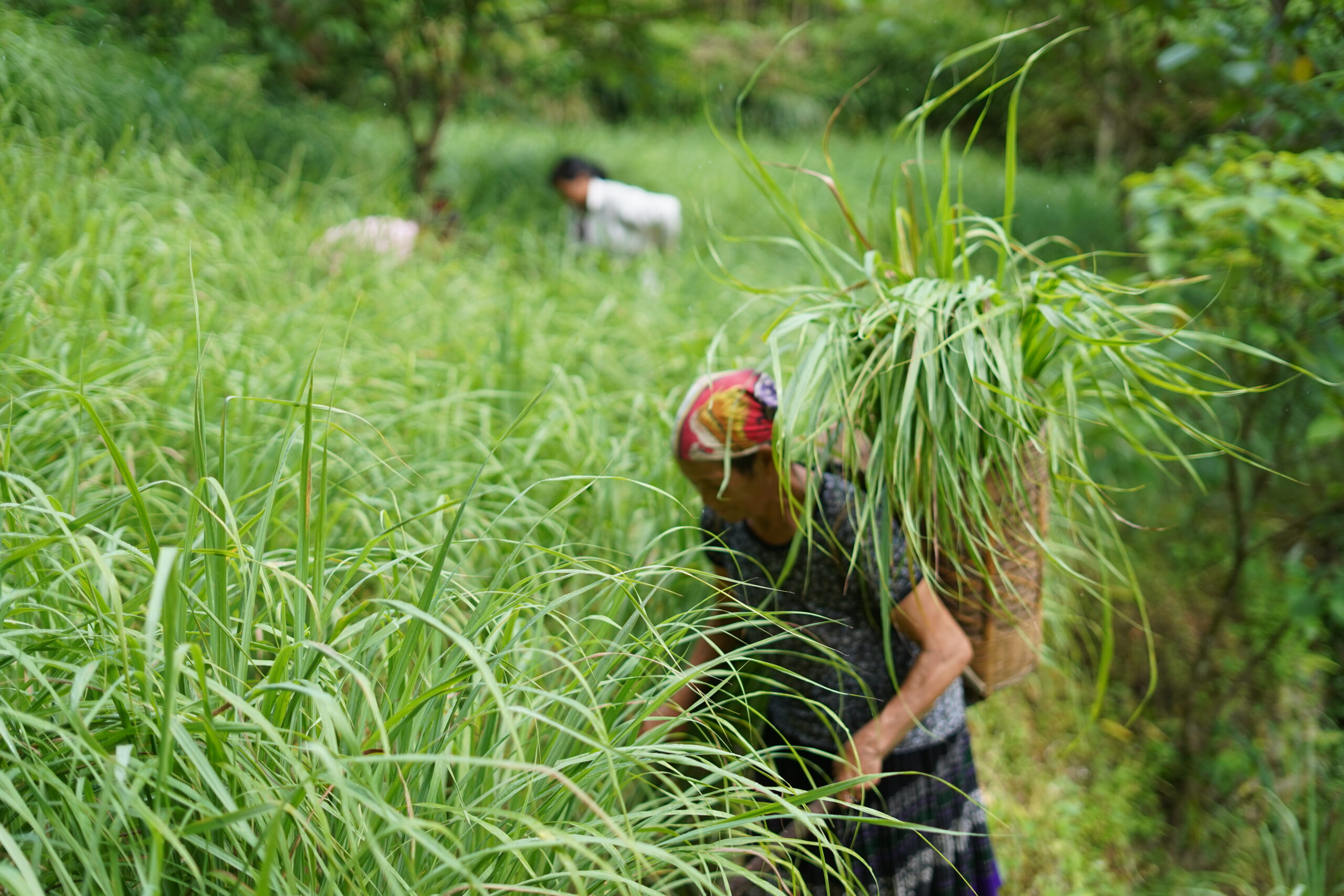 lemongrass-workers