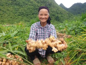 Chung nhan USDA hoa ky